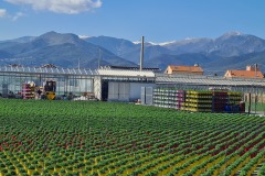 pépinières à Albenga