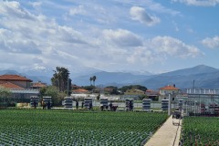 pépinières à Albenga