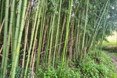 Ciclovia dell'ardesia après Calvari