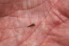 Crevaison : la responsable est une épine d'acacia