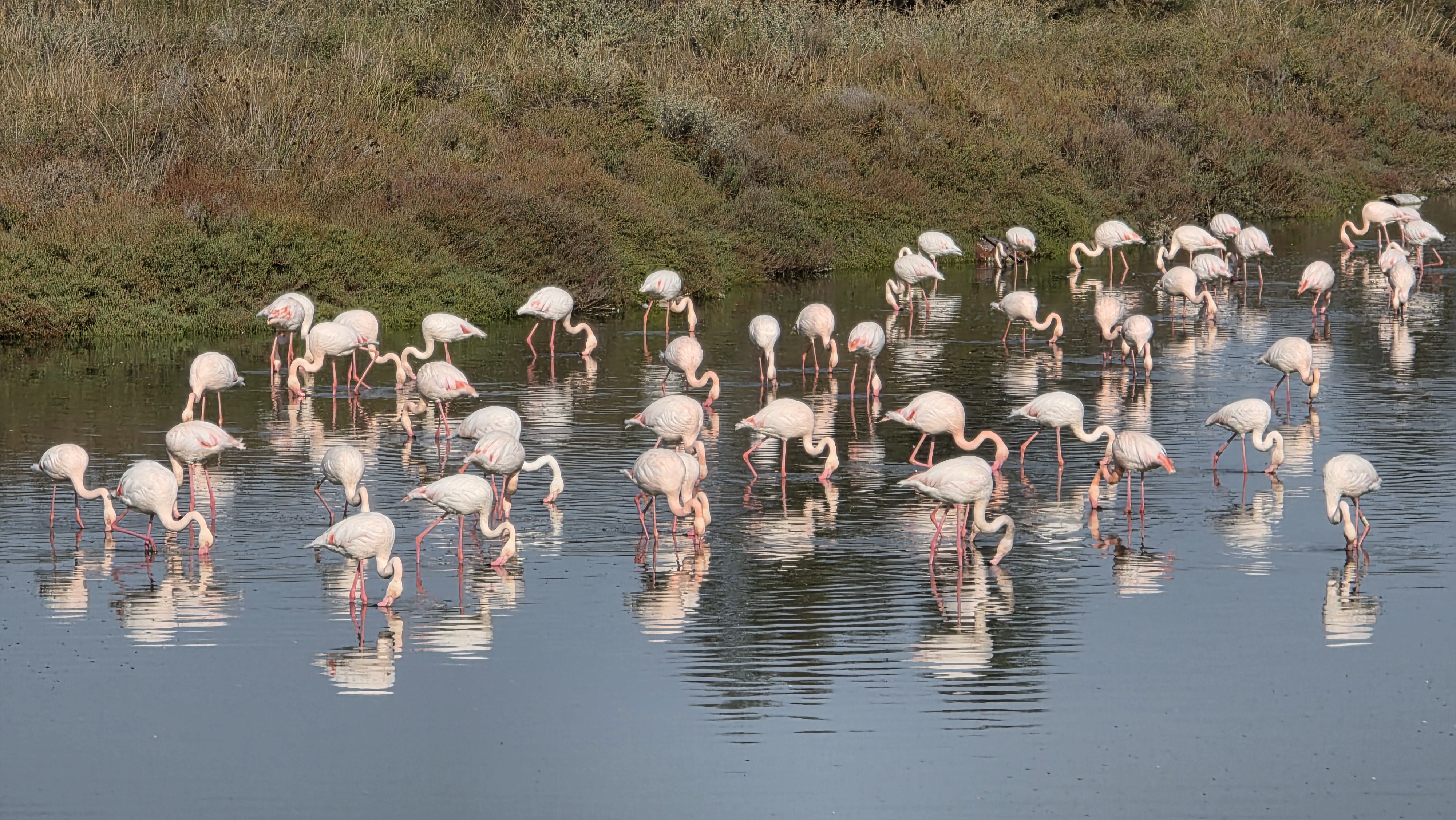 Sylvéréal – Salin de Giraud