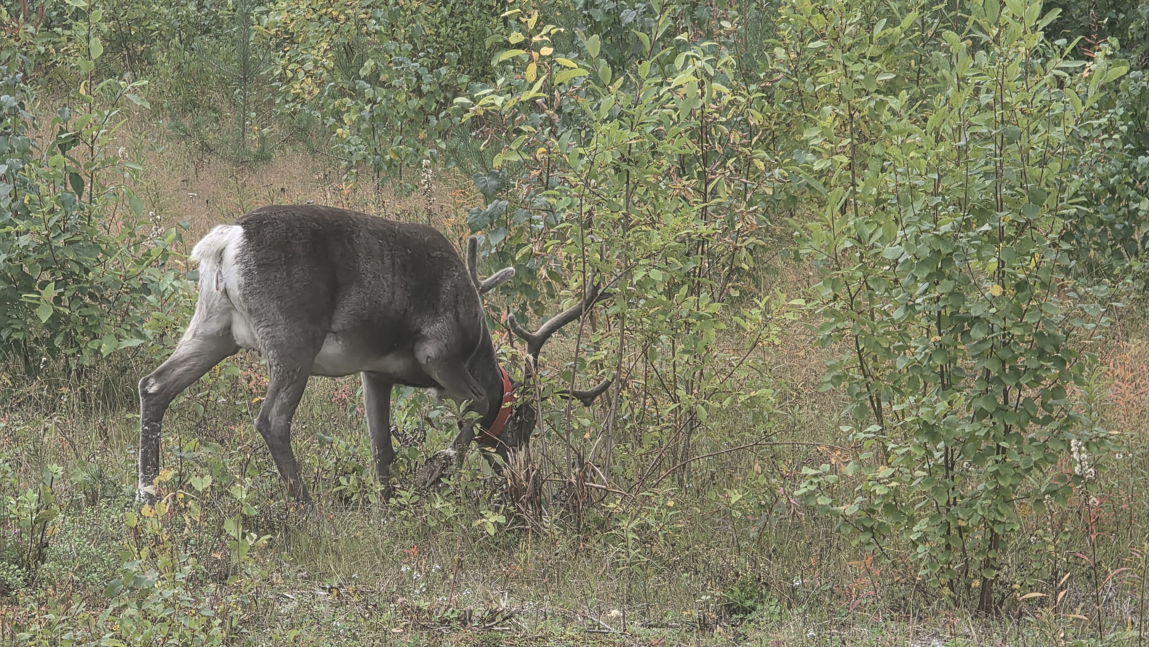 Juoksengi (Suède) – Oulu (Finlande)